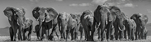 David Yarrow