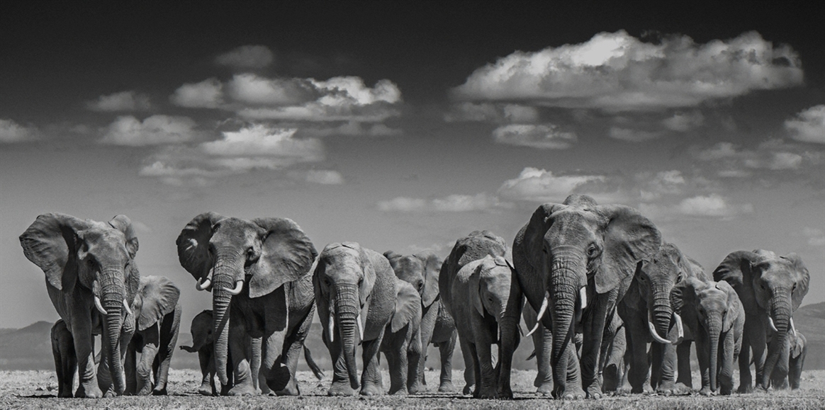 David Yarrow